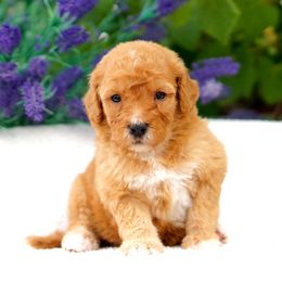 Molly - Red female Bernedoodle puppy in Spokane, Washington from Lilac City Doodles
