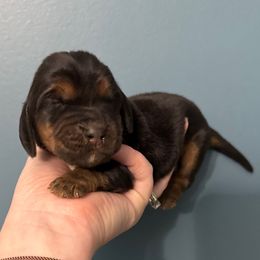 Professor Severus Snape - Black tan and white male Basset Hound puppy in Leroy, Michigan from Iron Sentry Farms