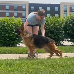 Raya - German Shepherd