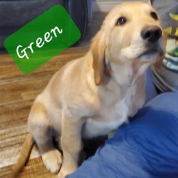 Golden Retriever Puppies from Goldens of Hamm Hollow