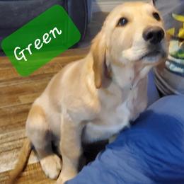 Golden Retriever Puppies from Goldens of Hamm Hollow