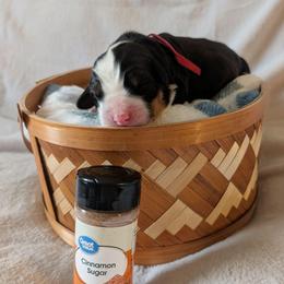 Cinnamon (Red Collar) - Black rust and white female Bernese Mountain Dog puppy in Marion, Indiana from Zarah's Bernese Mountain Dogs