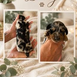 Dobby - Dapple male Dachshund puppy in Spraggs, Pennsylvania from Hickory Hills Farm