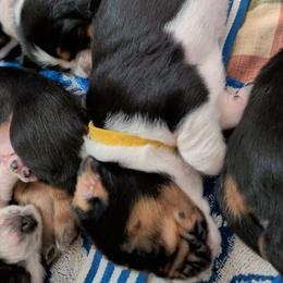 Twinkle - Black brown and white female Basset Hound puppy in Clio, Michigan from Nancy's Basset Hounds