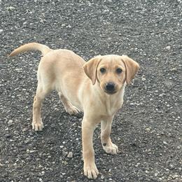 Miss purple - Yellow female Labrador Retriever puppy in Berlin, Wisconsin from Gypsy Miracle Kennels