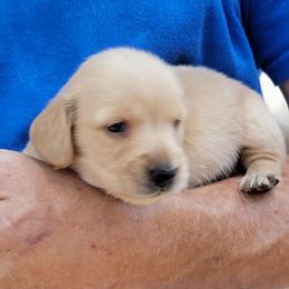 BITSY - Cream female Dachshund puppy in Fort Worth, Texas from Chadwick Farms Mini Dachshunds