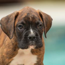 Green - Brindle male Boxer puppy in Georgia from Stephanie’s Boxers