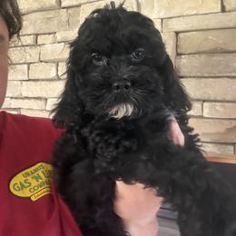 Lavinia - Black female Cockapoo puppy in Connersville, Indiana from MoonShine Babies