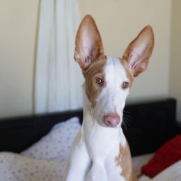 Ibizan Hound Puppies from Someday Ibizans