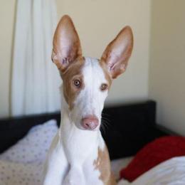 Ibizan Hound Puppies from Someday Ibizans