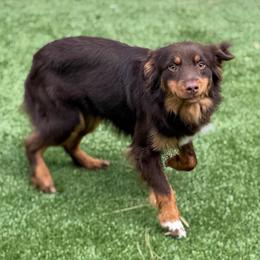 Titan Bear - Miniature Australian Shepherd