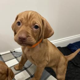 Girl 1 - Vizsla puppy in Suffolk, Virginia from JC Vizsla’s