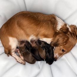 AKC Ch Sired Cream Male - Cream male Dachshund puppy in Medina, Ohio from STORIED DOXIES