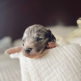 Buck - Blue merle male Bernedoodle puppy in Maricopa, Arizona from Desert Ridge Doodles