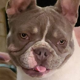 French Bulldog All Grown Up from Oil Patch Frenchies