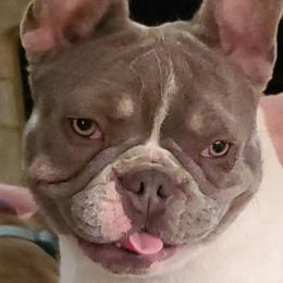 French Bulldog All Grown Up from Oil Patch Frenchies