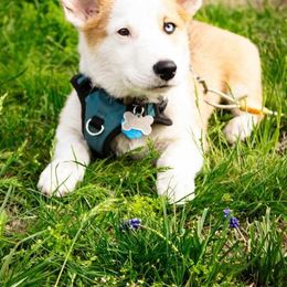 Grizzy - Pembroke Welsh Corgi