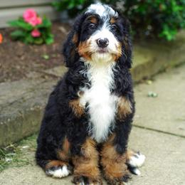 Henderson (socialization program grad) - Tri-color male Bernedoodle puppy in Dundee, Ohio from Down Home Doodle