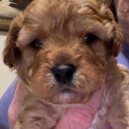 Cavapoo puppies from Callaway's Cavaliers
