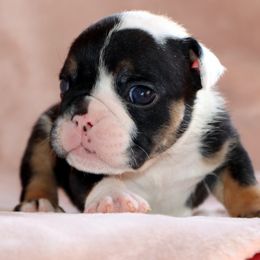 Misty - Black tri-color female Bulldog puppy in Winnsboro, Texas from JP Ranch Bulldogs
