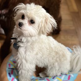 Assorted Doodle Crosses from Morkie-poo LOVE