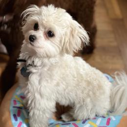 Assorted Doodle Crosses from Morkie-poo LOVE