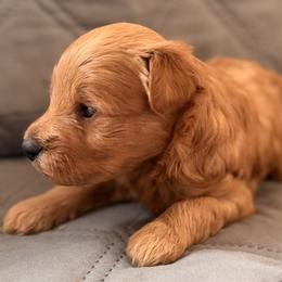 Marlin - Red  male Goldendoodle puppy in Tucson, Arizona from JER Doodles
