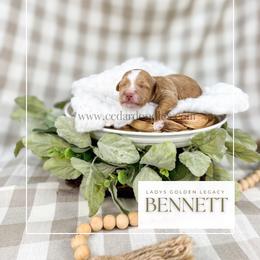 Bennett - Red  male Goldendoodle puppy in Cedar City, Utah from Cedar Doodles- Home of the Teddybear Goldendoodle