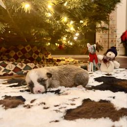 Hank - Fawn male Pembroke Welsh Corgi puppy in Johnson City, Texas from McCall Creek Corgis