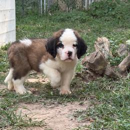 Cardinal - Mahogany and white male Saint Bernard puppy in Warrensburg, Missouri from Hirt House Saints