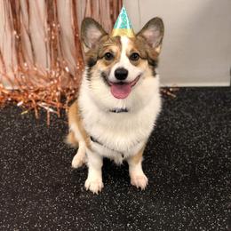 Pembroke Welsh Corgi Puppies from Edgewood Farm