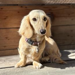 Emma - Dachshund