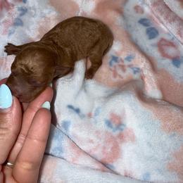 Girl 3 - Red  female Poodle puppy in Hernando Beach, Florida from Minipupps