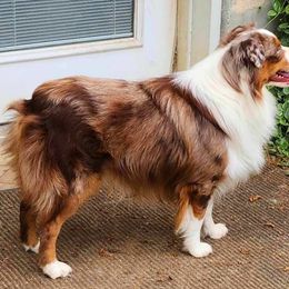Miniature Australian Shepherd and Toy Australian Shepherd Puppies from Miller Hill Aussies