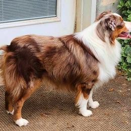 Miniature Australian Shepherd and Toy Australian Shepherd Puppies from Miller Hill Aussies