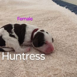 Miss Huntress - White and liver female English Springer Spaniel puppy in Kingsport, Tennessee from Leandra's English Springer Spaniels