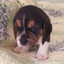 Beagles from Happy Hounds Kennel