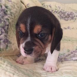 Beagles from Happy Hounds Kennel