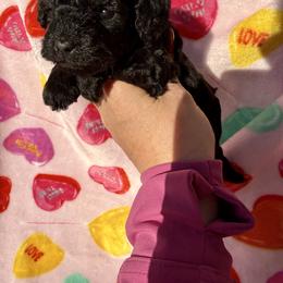 Chai - Black male Cockapoo puppy in Ocala, Florida from Clad Doodles
