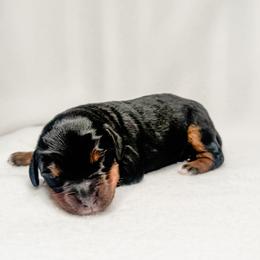 Colby - male Australian Mountain Doodle puppy in Sharpsburg, Georgia from Steindoodles