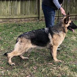 German Shepherd All Grown Up from S’Brie’s German Shepherd Dogs