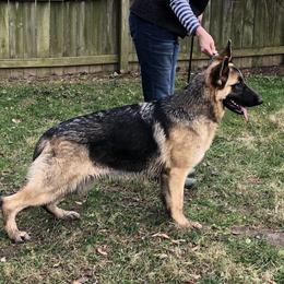 German Shepherd All Grown Up from S’Brie’s German Shepherd Dogs