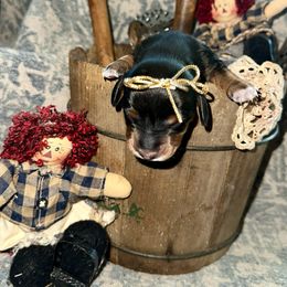 Dachshund All Grown Up from Neens Weens Kennels