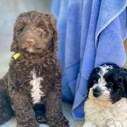 Australian Labradoodle Puppies from Cascade Canyon Labradoodles