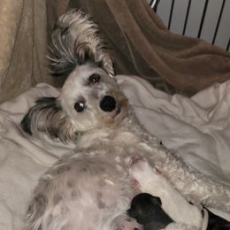 Audrey - Chinese Crested