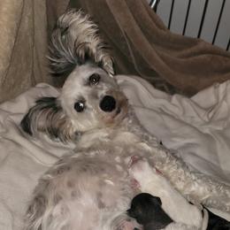 Audrey - Chinese Crested