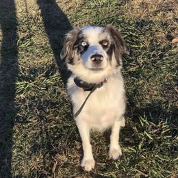 Gypsy - Miniature Australian Shepherd