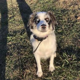 Gypsy - Miniature Australian Shepherd