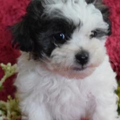 Old English Sheepdogs and Poodles from Sweetest Puppy 4 Me