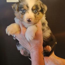 Boy 2 - Blue merle male Miniature Australian Shepherd puppy in Hampton, Tennessee from TC Farms Stock Dogs - Miniature Australian Shepherds
